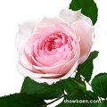 Rosa Hikaru